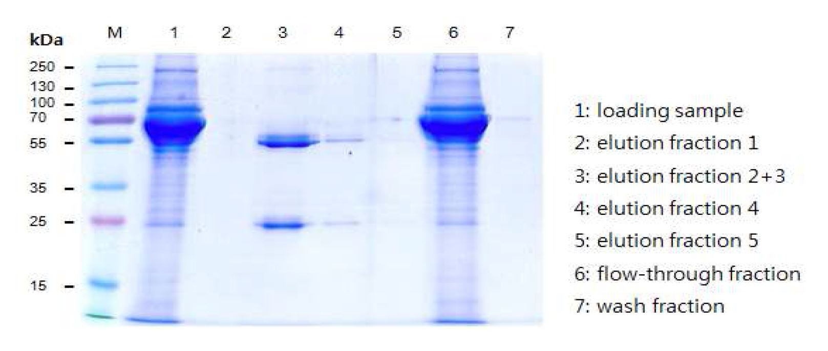 그림 65. Protein A resin을 이용한 정제 후 HzVSF의 Coomassie Blue Staining