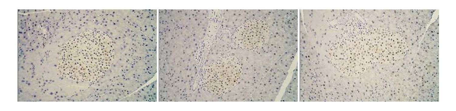 그림 75. EMCV 감염된 마우스의 췌장조직에서의 VSF 반응성