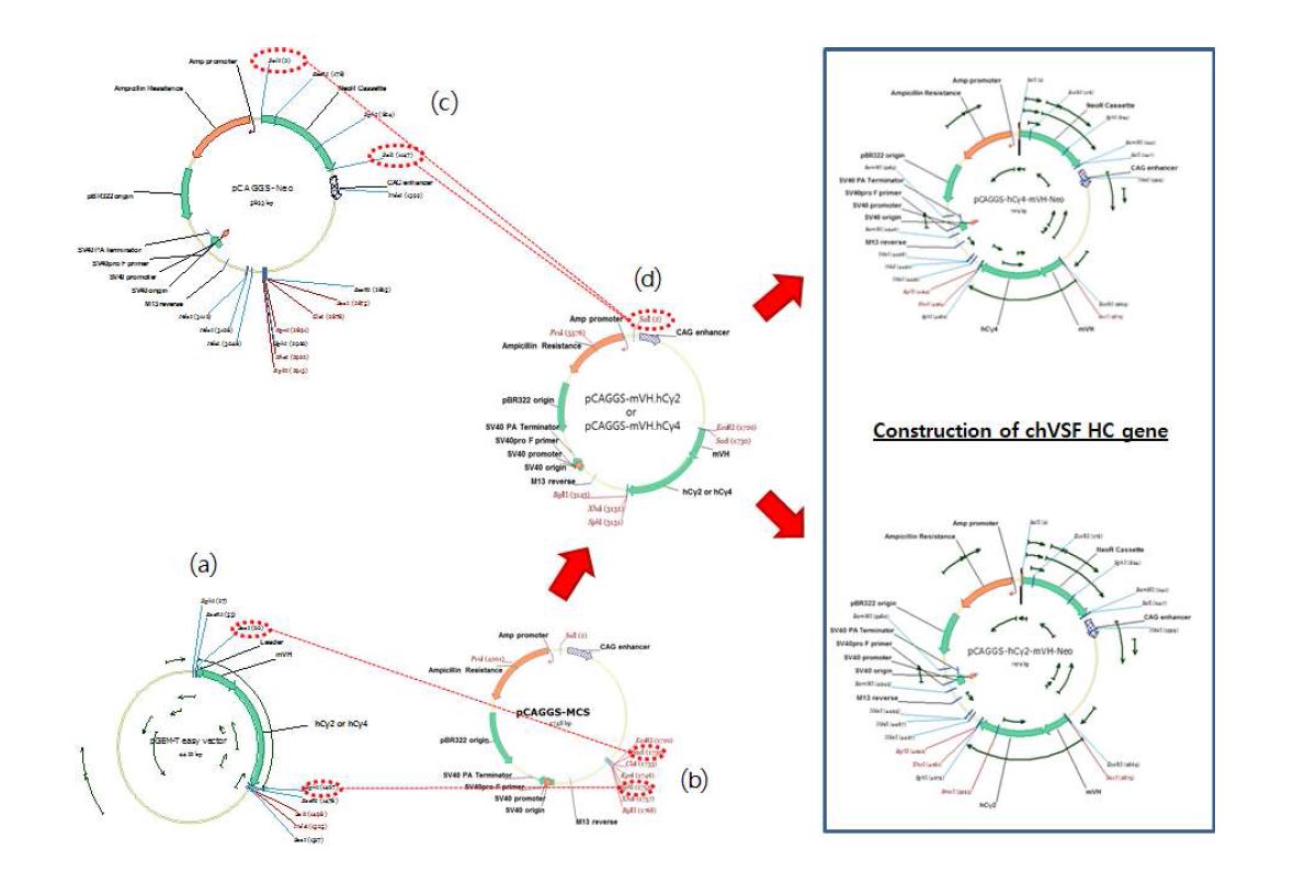 그림 7. 수정된 heavy chain을 pCAGGS vector에 삽입하는 모식도