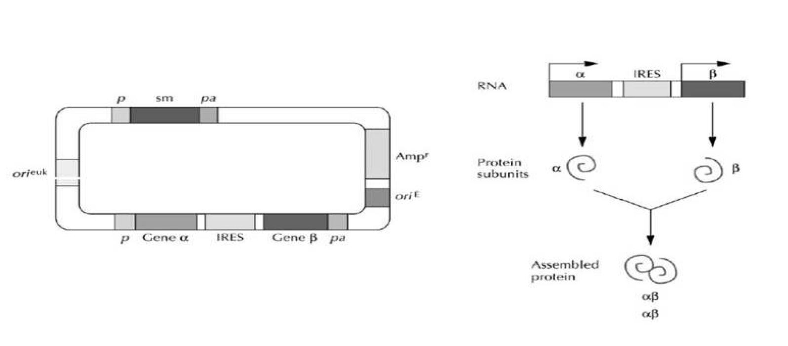 그림 9. Dicistronic vector expression system