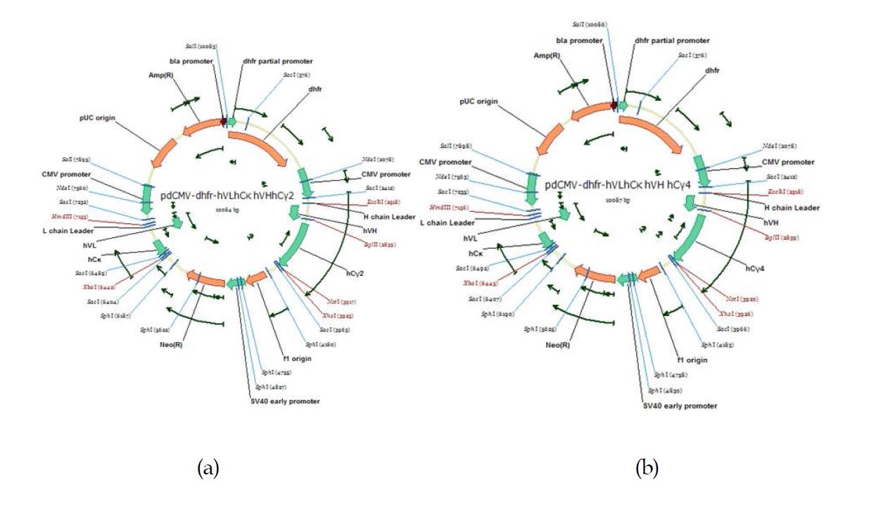 그림 17. (a)는 pdCMV-dhfr-hVL.hCκ-hVH.hCγ2이며 (b)는 pdCMV-dhfr-hVL.hCκ-hVH.hCγ4 plasmid 임