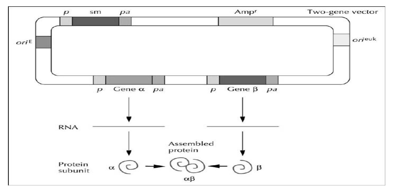 그림 18. 두 개의 CMV promoter를 가지는 two gene expression vector