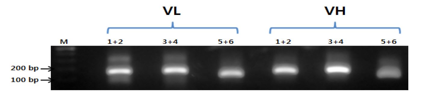 그림 40. 1번과 2번, 3번과 4번, 5번과 6번 primer의 OE PCR 결과