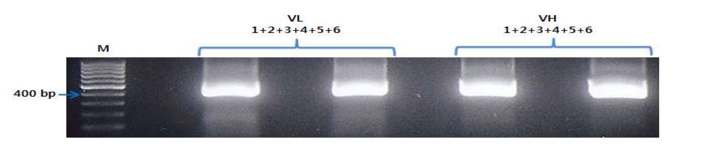 그림 42. PCR product 1, 2, 3, 4와 5, 6의 PCR 결과