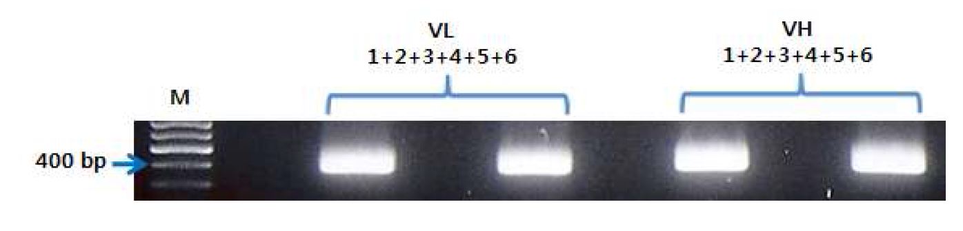 그림 43. PCR product 1, 2, 3, 4, 5, 6의 A-tailing 결과