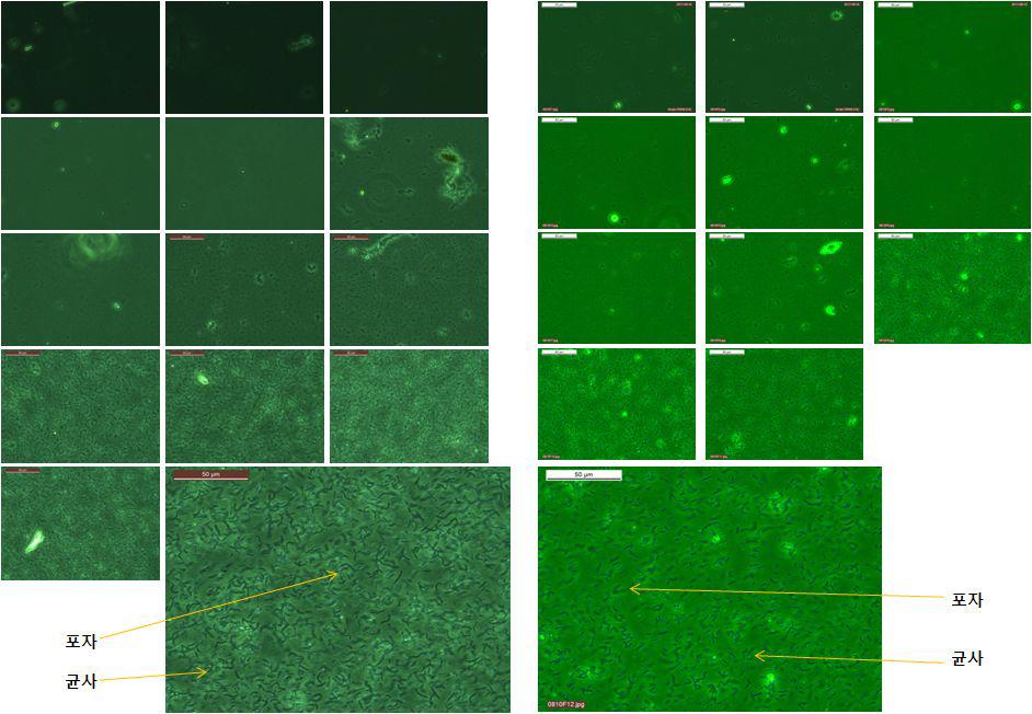 플라스크 종균배양시 생산균주의 생산성 비교 현미경 사진