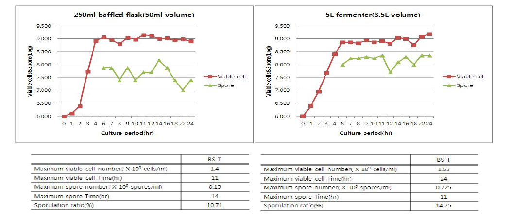 3차 scale-up종균배양에서 플라스크와 발효기 배양의 세포 생산성 비교