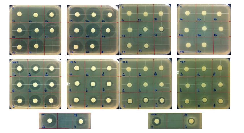 항균활성 결과