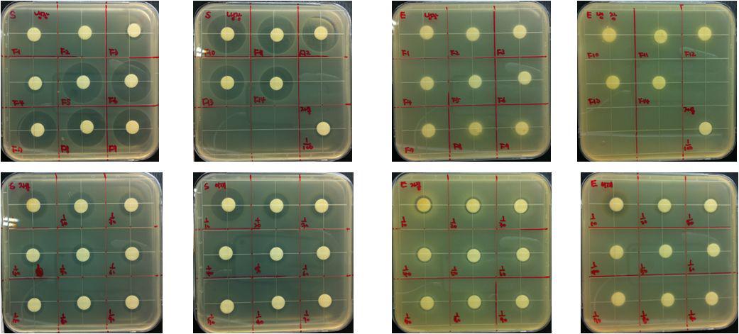 항균활성 비교 결과