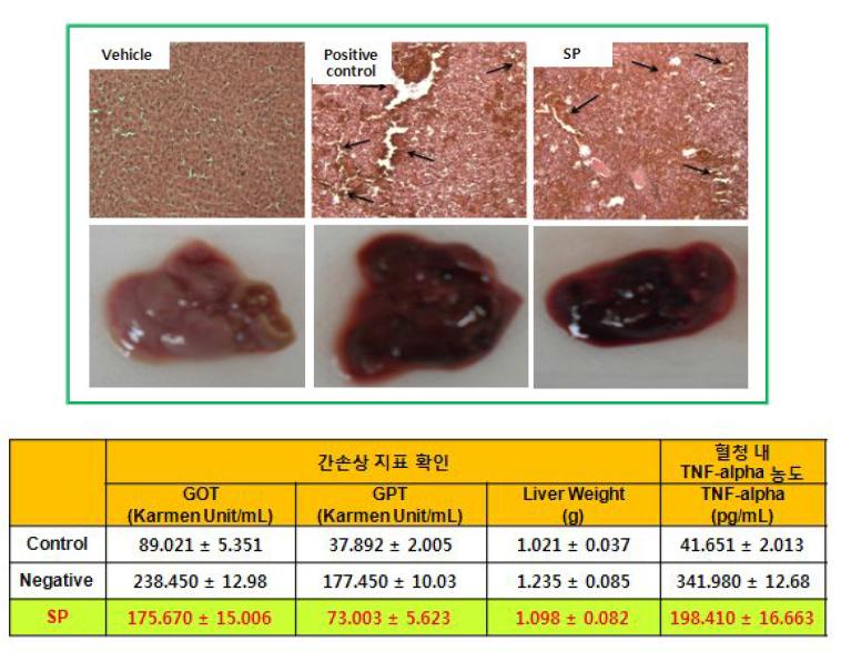 패혈증 동물모델에서 SP생물전환산물의 간손상 억제 및 전신염증 억제 효과