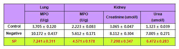패혈증 동물모델에서 SP생물전환산물의 폐와 신장의 손상 억제 효과