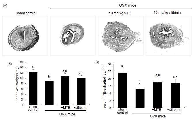 Uterus transverse section (A), wet weight of uterine tissue (B) and serum 17β-estradiol level (C) of ovariectomized (OVX) mice treated with milk thistle extract (MTE) and silibinin.