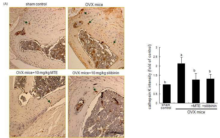 Immunohistochemical analysis showing induction of cathepsin K in femoral bone tissue sections of ovariectomized (OVX) mice administrated with milk thistle extract (MTE) and silibinin.