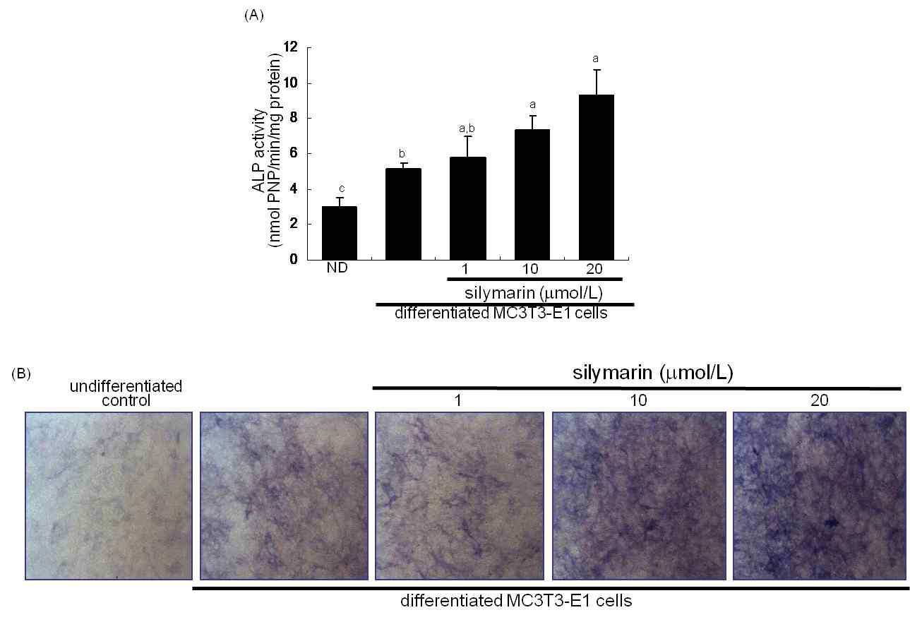 Upregulation of alkaline phosphatase (ALP) secretion by silymarin. To detect activity of ALP enzyme in media, a colorimetric enzyme assay was employed(A).