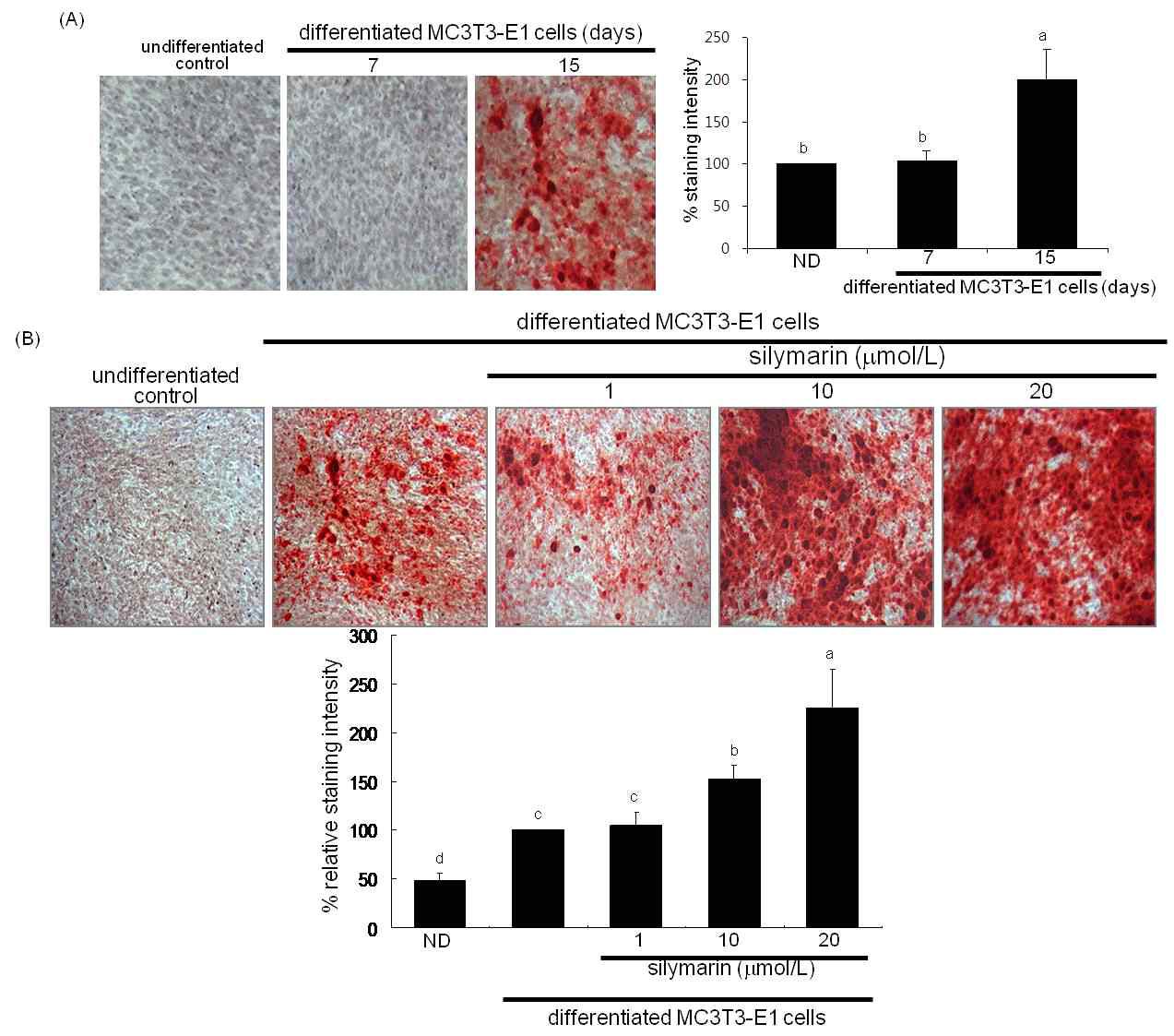 Enhancement of matrix mineralization in MC3T3-E1 cells by silymarin.