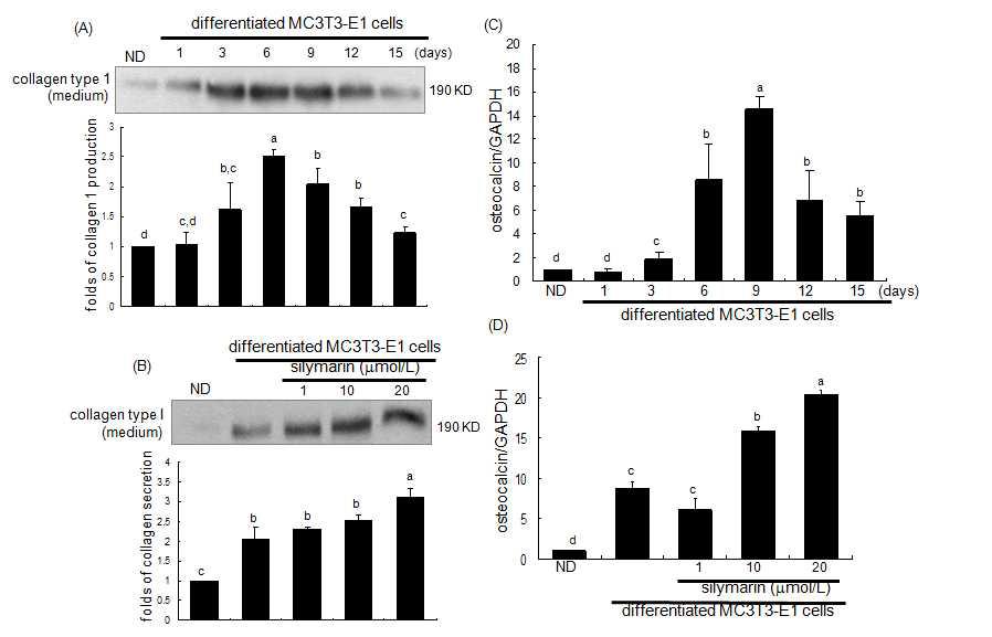 Elevation of collagen type I secretion and transcriptional expression of osteocalcin.