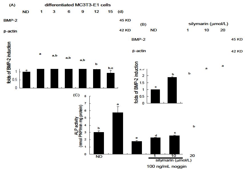 Elevation of collagen type I secretion and transcriptional expression of osteocalcin.