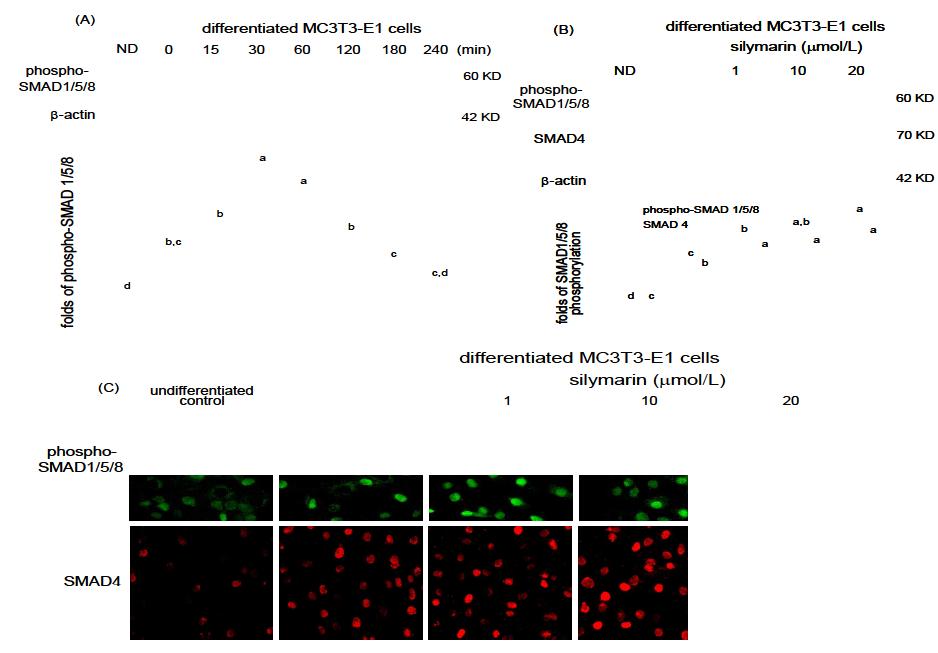 Further activation of SMAD1/5/8 and SMAD4 in osteoblastic MC3T3-E1 cells treated with silymarin.