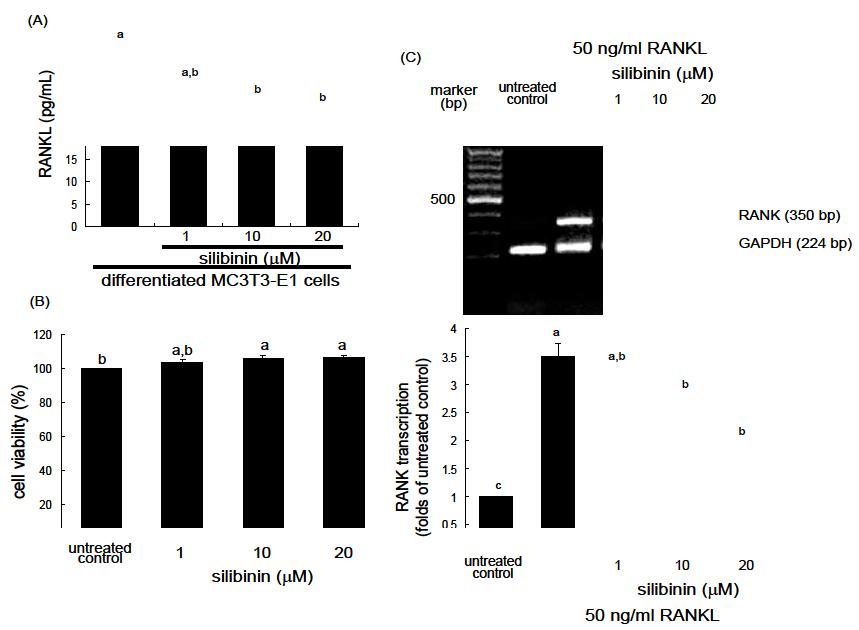 RANKL secretion of osteoblasts (A), and cell viability (B) and RANK transcription (C) in silibinin-treated osteoclasts.