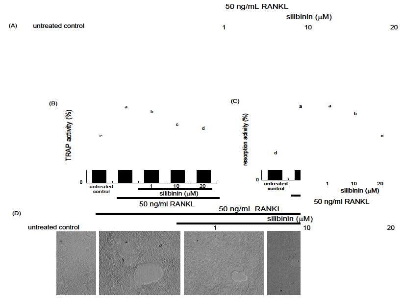 Inhibition of osteoclast differentiation (A), TRAP activity (B) and bone resorption (C and D) by silibinin.