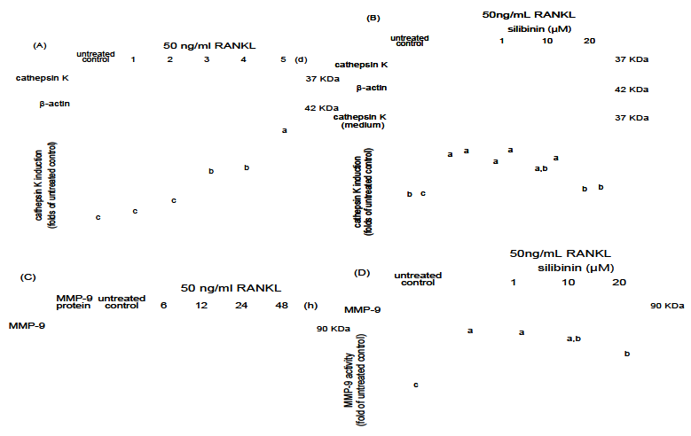 Western blot data showing time course response of cathepsin K induction by RANKL (A) and its inhibition by silibin (B).