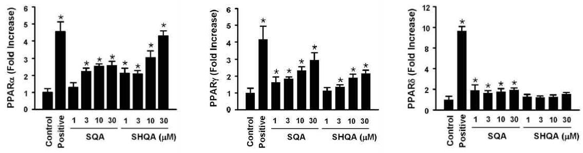 왜모자반 기시 분리된 화합물인 SQA와 SHQA의 PPAR에대한 Transactivation 활성