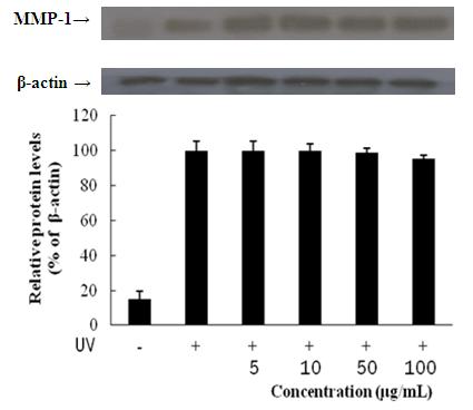 MMP-1 protein expression rate of n-BuOH from Kaki Calyx extracts on fibroblast cell (CCD-986sk).