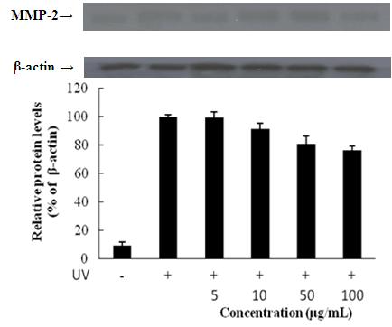 MMP-2 protein expression rate of n-BuOH from Kaki Calyx extracts on fibroblast cell (CCD-986sk).