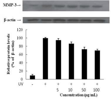 MMP-3 protein expression rate of n-BuOH from Kaki Calyx extracts on fibroblast cell (CCD-986sk).