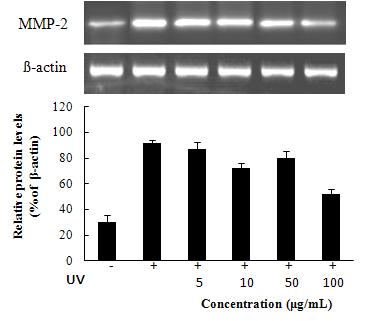 MMP-2 mRNA expression rate of n-BuOH from Kaki Calyx extracts on fibroblast cell (CCD-986sk).