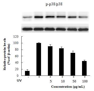 Inhibitory effect of n-BuOH from the RMR on signaling pathway of wrinkle on fibroblast CCD-986sk.