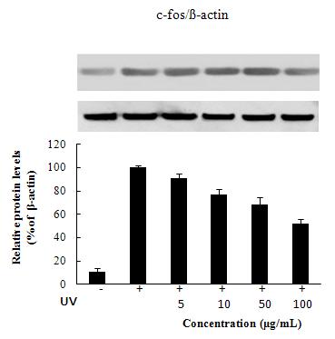 Inhibitory effect of n-BuOH from the RMR on signaling pathway of wrinkle on fibroblast CCD-986sk.