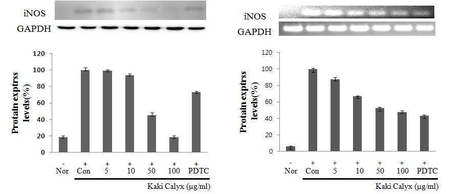 Effects of Kaki Calyx on the iNOS protein and mRNA expression in Raw264.7 cells.