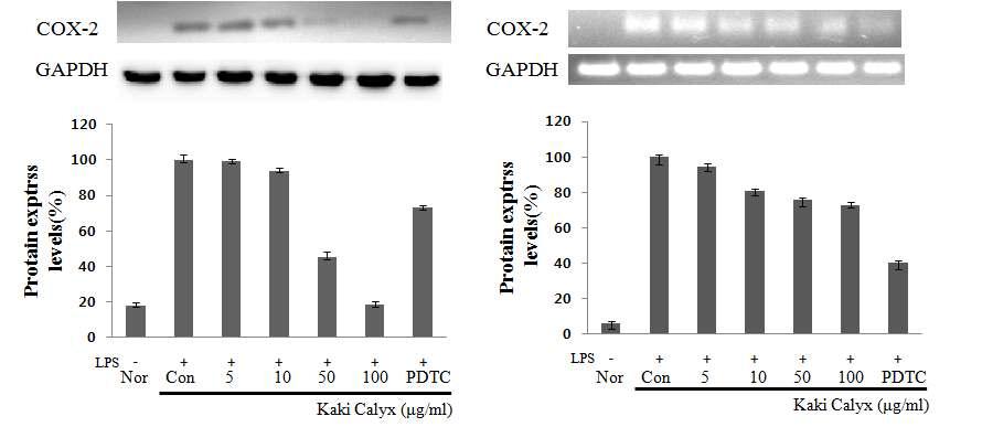 Effects of Kaki Calyx on the COX-2 protein and mRNA expression in Raw264.7 cells.