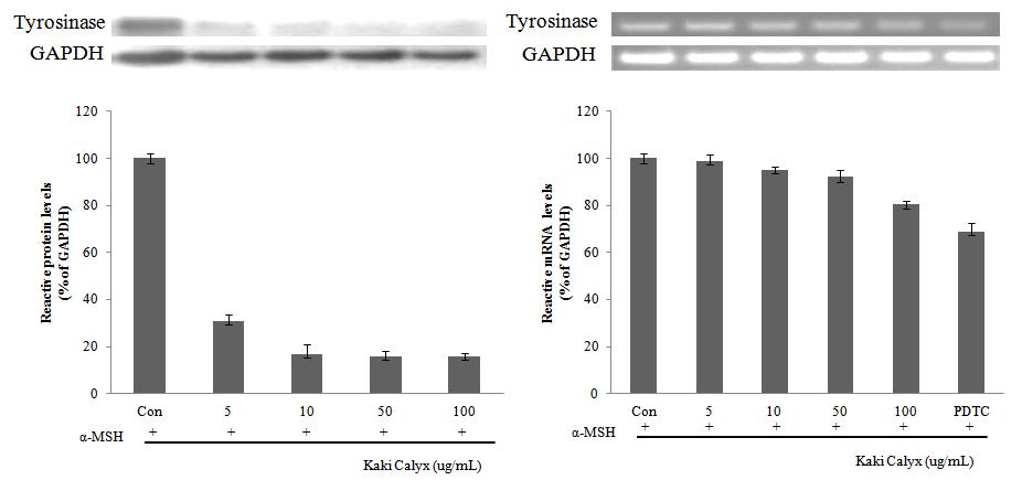 Tyrosinase protein and mRNA expression rate of solvent fractions from Kaki Calyx extracts on melanoma cell(B16F10).