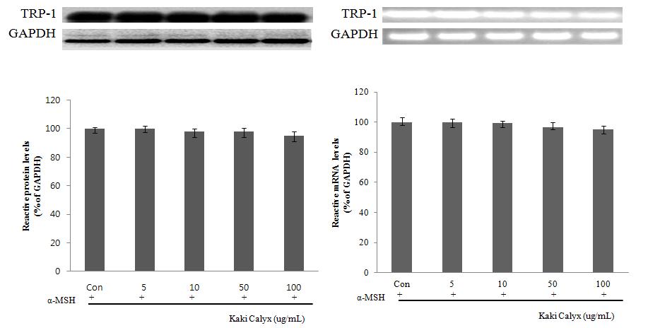 TRP-1 protein and mRNA expression rate of solvent fractions from Kaki Calyx extracts on melanoma cell(B16F10).