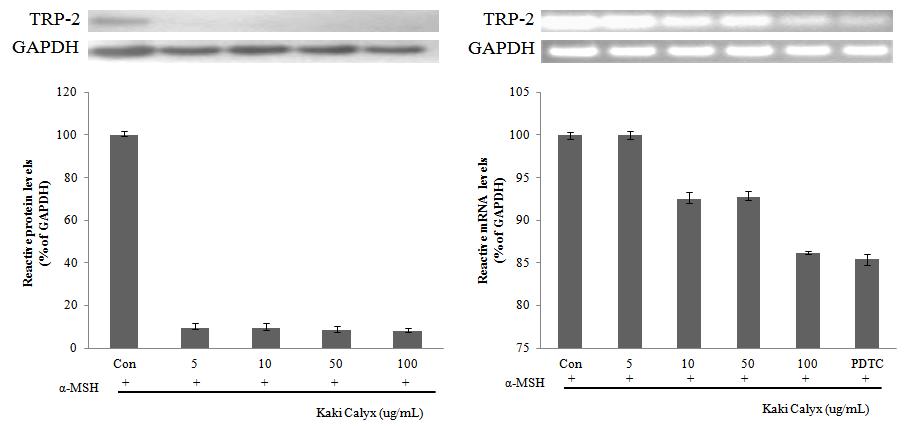 TRP-2 protein and mRNA expression rate of solvent fractions from Kaki Calyx extracts on melanoma cell(B16F10).