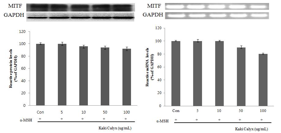 MITF protein and mRNA expression rate of solvent fractions from Kaki Calyx extracts on melanoma cell(B16F10).