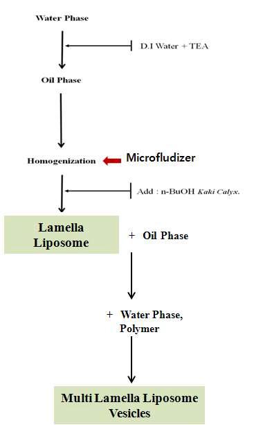 Flow chart the preparation of the MLV.