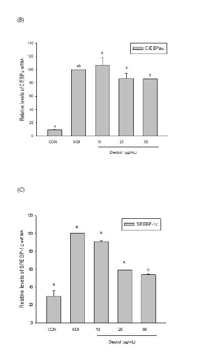 Fig 25 Dieckol 의 비만 관련 유전자 발현양상