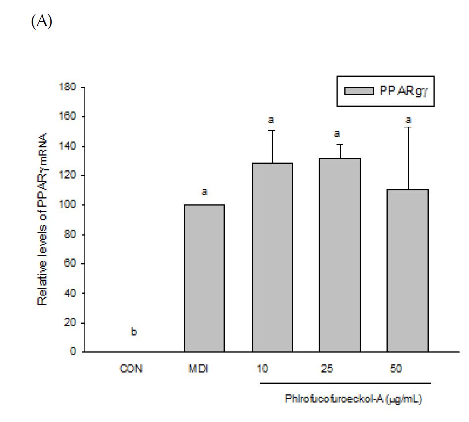 Fig 26 Phlrofucofuroeckol-A 의 비만 관련 유전자 발현양상