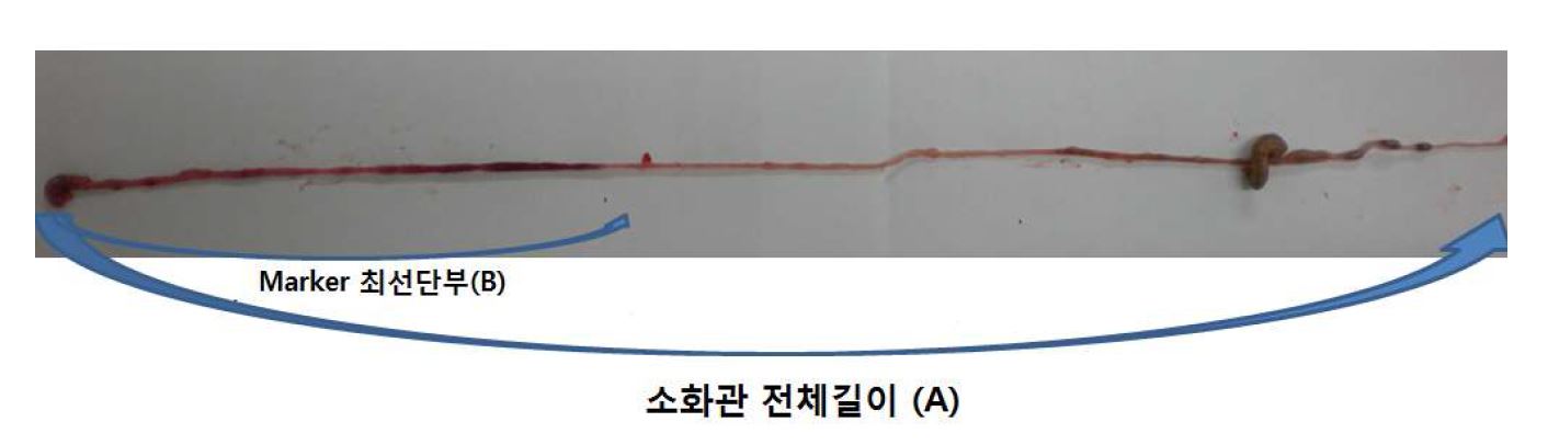 Fig. 33 실험동물의 소화관 이동률