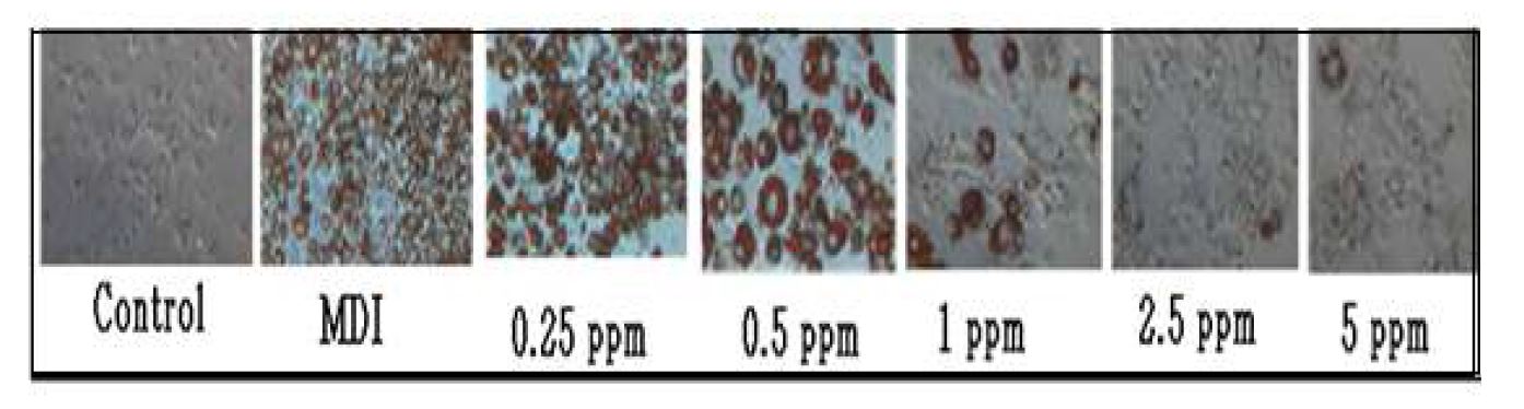 Fig. 48 전호 추출물의 지방세포 분화억제 사진