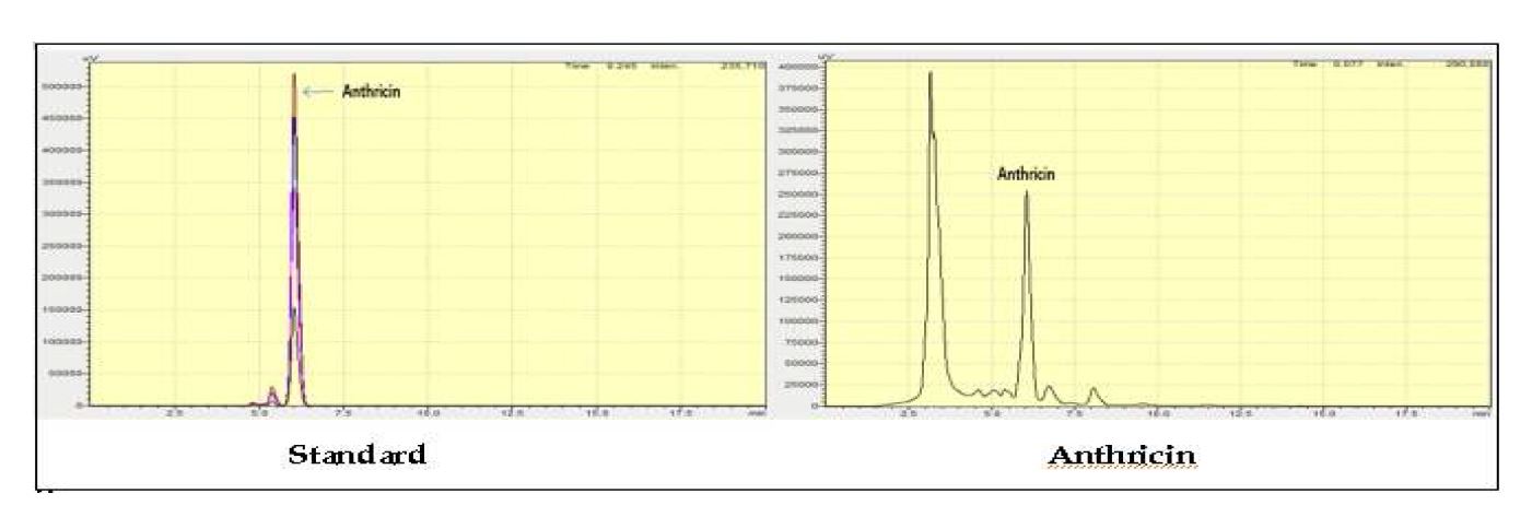 Fig. 53 섬전호 Anthricin 함량 분석.