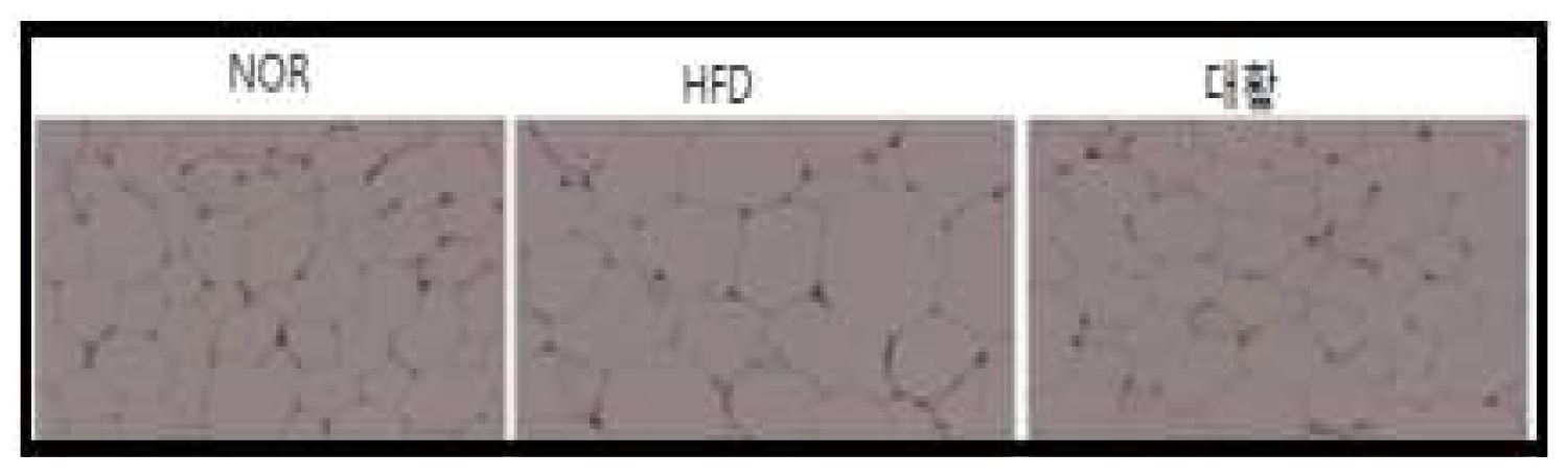 Fig. 6 Representative H&E staining of liver on experimental diet for 8 weeks.