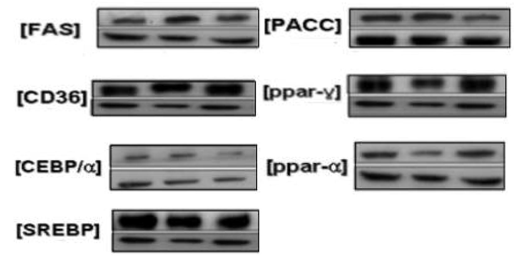 Fig. 7. Representative western blot analysis of liver on experimental diet for 8 weeks.