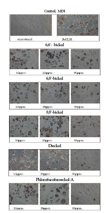 Fig. 11 대황순물질의 지방세포분화 억제능