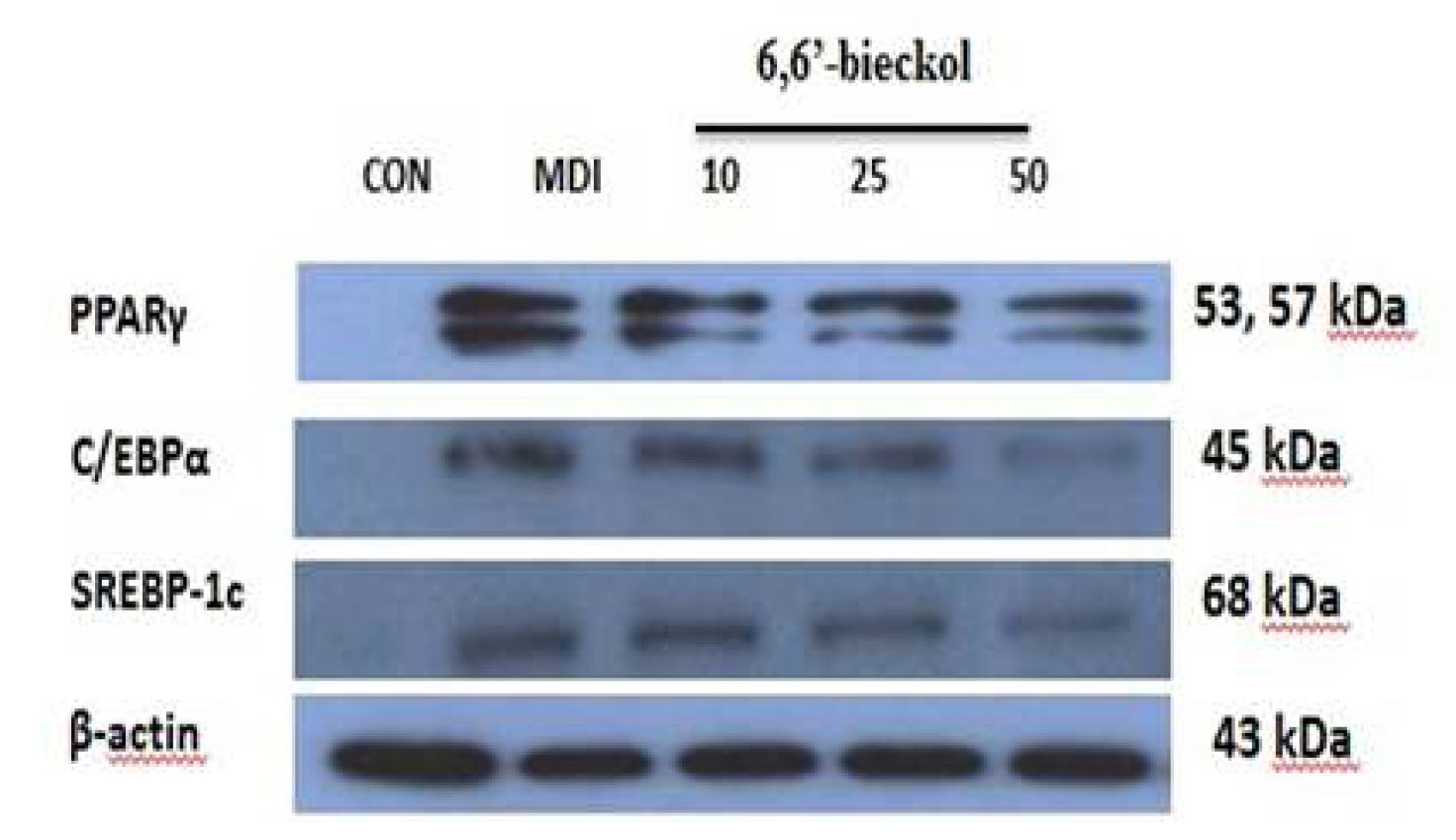 Fig. 12 6,6'-bickol 의 비만 관련 단백질 발현양상 밴드 외관