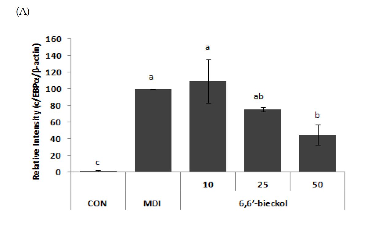 Fig 13 6,6'- bickol 의 비만 관련 단백질 발현양상