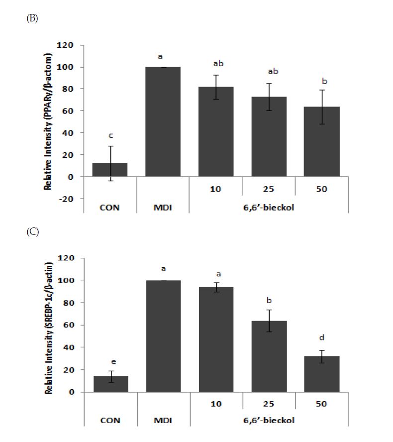 Fig 13 6,6'- bickol 의 비만 관련 단백질 발현양상